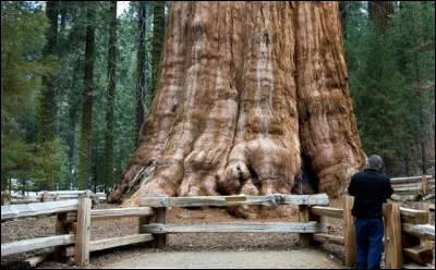 Quel est le nom du séquoia géant d'un parc de Californie ?
