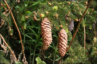 Quel est le nom du fruit du sapin ?