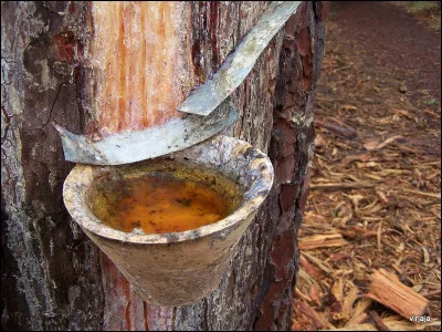 Quel est le nom de la résine semi-liquide que l'on recueille par l'incision de certains conifères ?