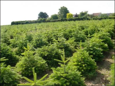 Comment appelle-t-on une plantation de sapins ?