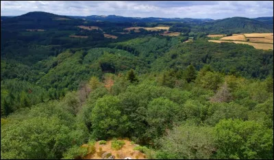 Quelle région est la première productrice de sapins de Noël en France ?