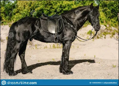 Quelle est la race de cheval la plus utilisée en dressage ?