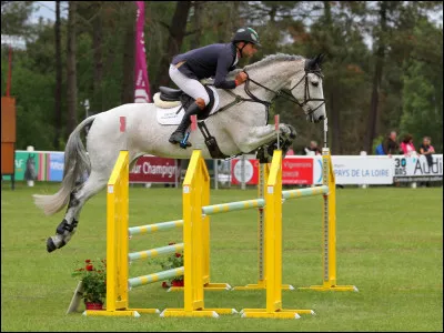 Quels chevaux sont les bons sauteurs ?