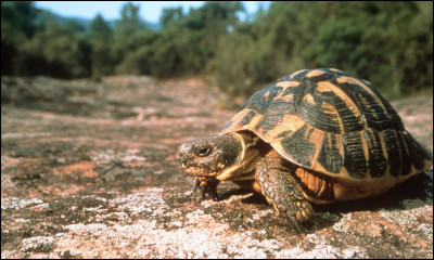 Trouvez l'intruse parmi ces espèces de tortues.