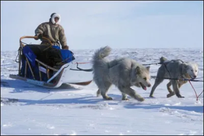 Un esquimau possède 23 chiens de traîneau. Avant une expédition, une maladie les surprend, et tous meurent sauf 7. Combien reste-t-il de chien ?