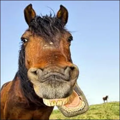 De quelle couleur était le cheval blanc d'Henry IV ?