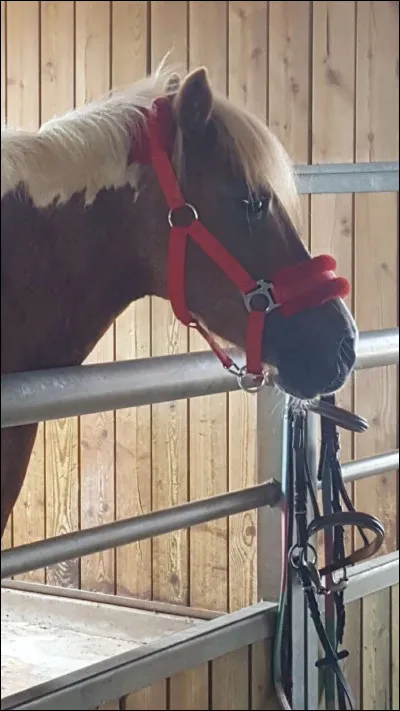 Quelle est la robe de ce cheval ?