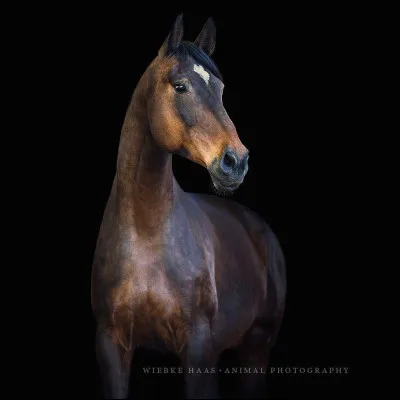 Je te dis "HB", tu vas me dire...