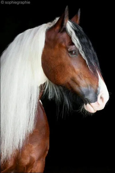 Je te dis "ISH", tu vas me dire...