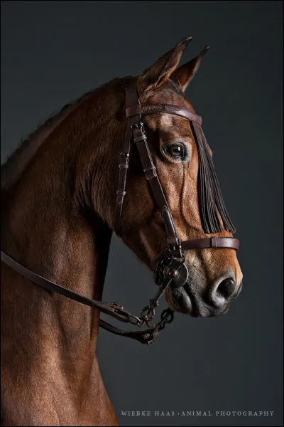 Je te dis "PRE", tu vas me dire...