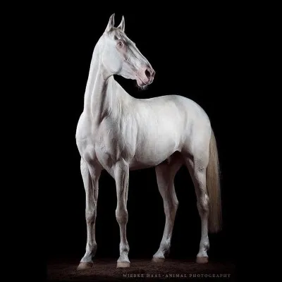 Je te dis "OC", tu vas me dire...