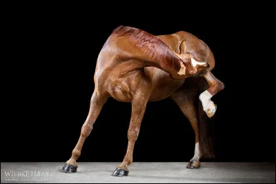 Je te dis "OI", tu vas me dire...