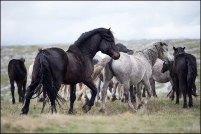 Je te dis "PP", tu vas me dire...