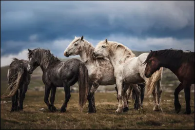 Je te dis "QH", tu vas me dire...