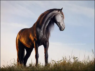 Je te dis "IA", tu vas me dire...