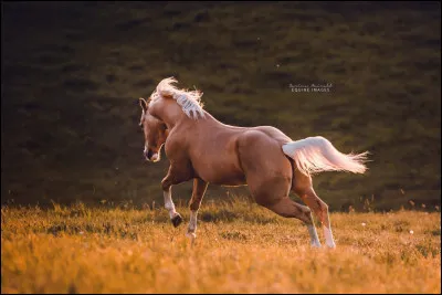 Je te dis "PL", tu vas me dire...