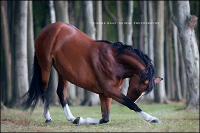 Je te dis "PONAM", tu vas me dire...