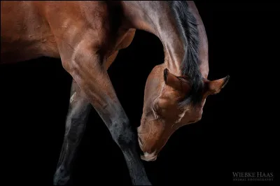 Je te dis "CCE", tu vas me dire...