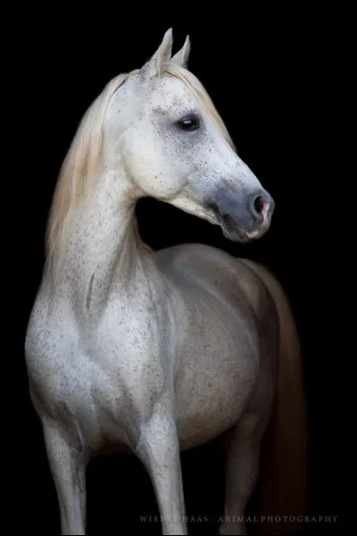 Je te dis "CEI", tu vas me dire...