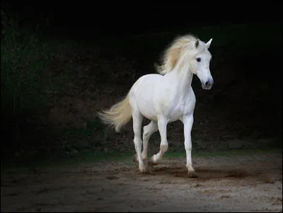 Pour décrire le mécanisme du trot, on commence par...