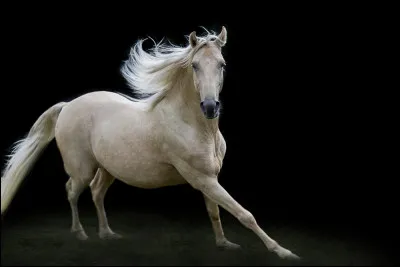 Pour décrire le mécanisme du galop, on commence par...