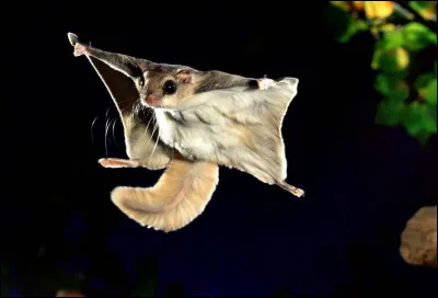 Quel mammifère est capable de planer sur de courtes distances ?