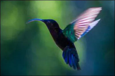 Mon voisin est venu râler parce que ma chatte urinait sur ses tomates, il ...