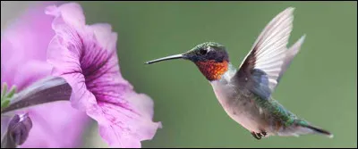 Il n'arrête pas de jacasser, c'est insupportable, il est ...