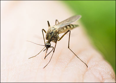 Il a été prouvé que le traitement contre le paludisme est tout aussi efficace contre le nouveau coronavirus.