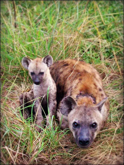 Quand elle mord, la hyène peut exercer une pression de...