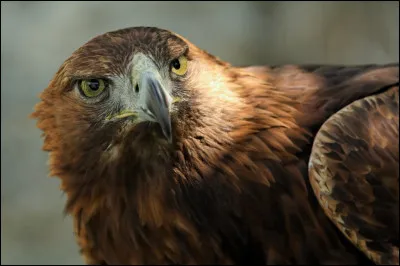 Chez les aigles royaux...