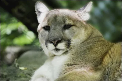 Le puma peut sauter à une hauteur de...