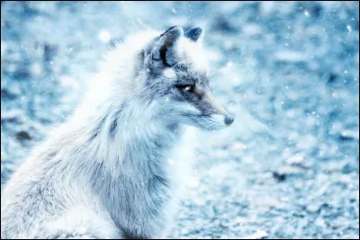 Un couple de renards polaires et leurs renardeaux mangent environ...