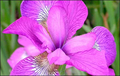 Quelle fleur te représente ?