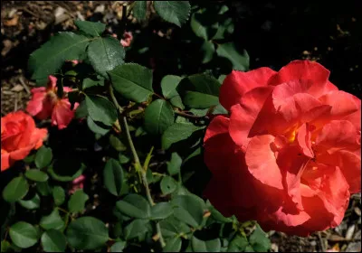 Quel département est le premier producteur français - et mondial - de rosé ?