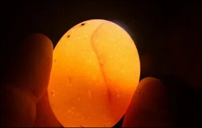 Quelle technique avicole permet de détecter les ufs morts afin de les écarter ?