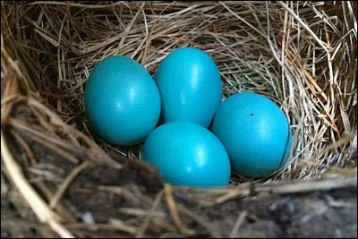 Quel oiseau pond ces oeufs bleus vifs ?
