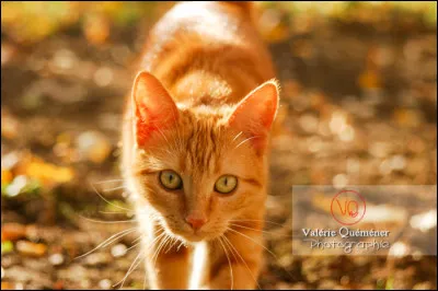 Quel grade aurais-tu ?