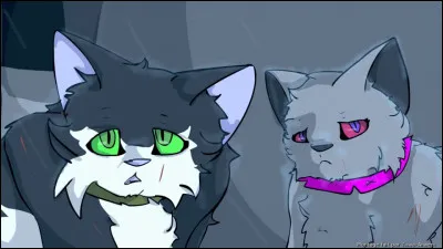 Si tu voyais un chaton abandonné domestique, que ferais-tu ?