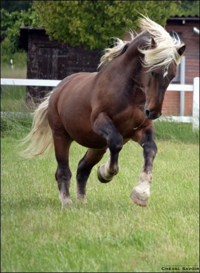 Ce cheval est dit...