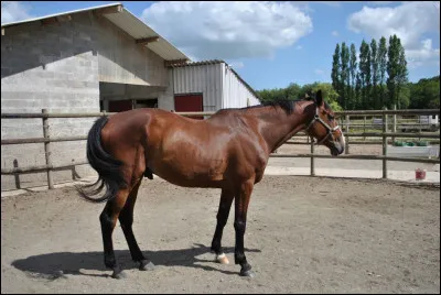 Ce cheval a un dos...