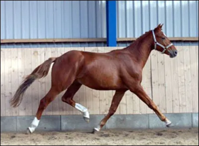 Ce cheval a un dos...