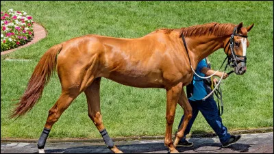 Ce cheval a un dos...