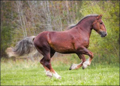Ce cheval est...