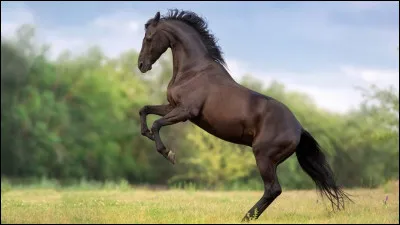 Ce cheval est...