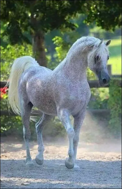 Ce cheval a un profil...