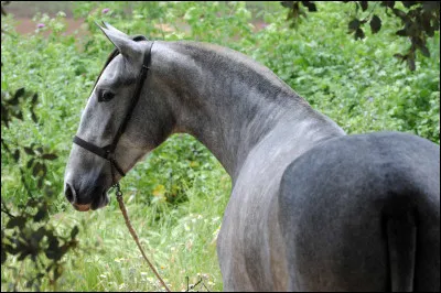 Ce cheval a un profil...