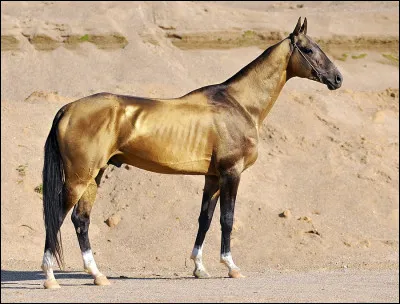 Ce cheval est dit...