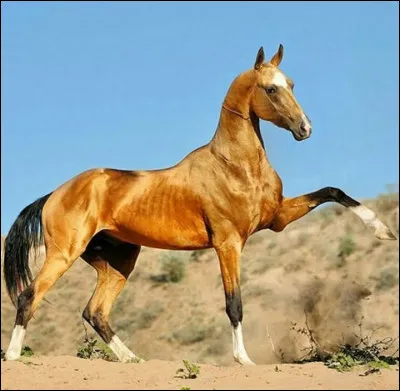 Ce cheval est dit...