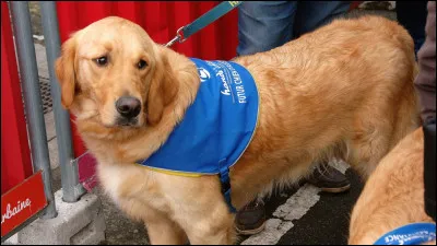 Où prendrais-tu ton chien ?